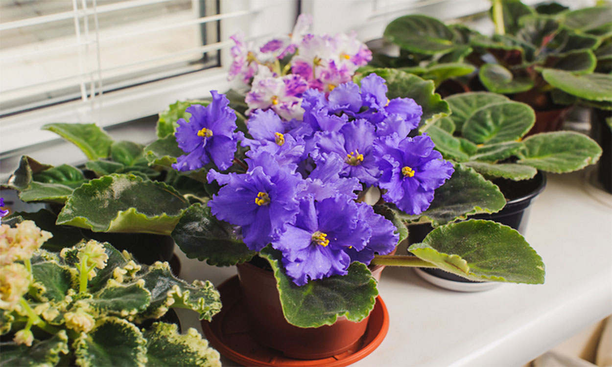 Potted African violets on a windowsill in moderate sunlight.