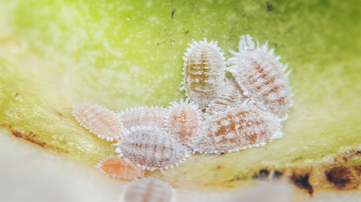 Several small, mealy bugs on a plant leaf.