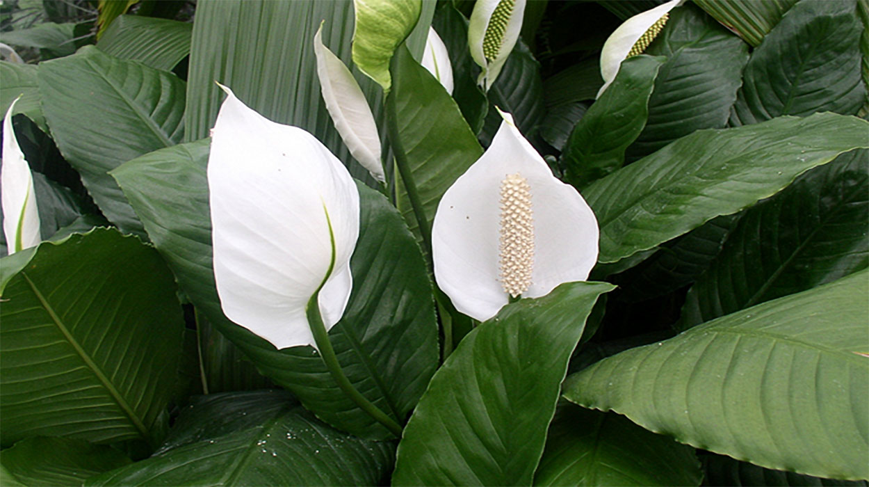 Peace lily plant with glossy, dark-green, oval-shaped leaves and white flowers.