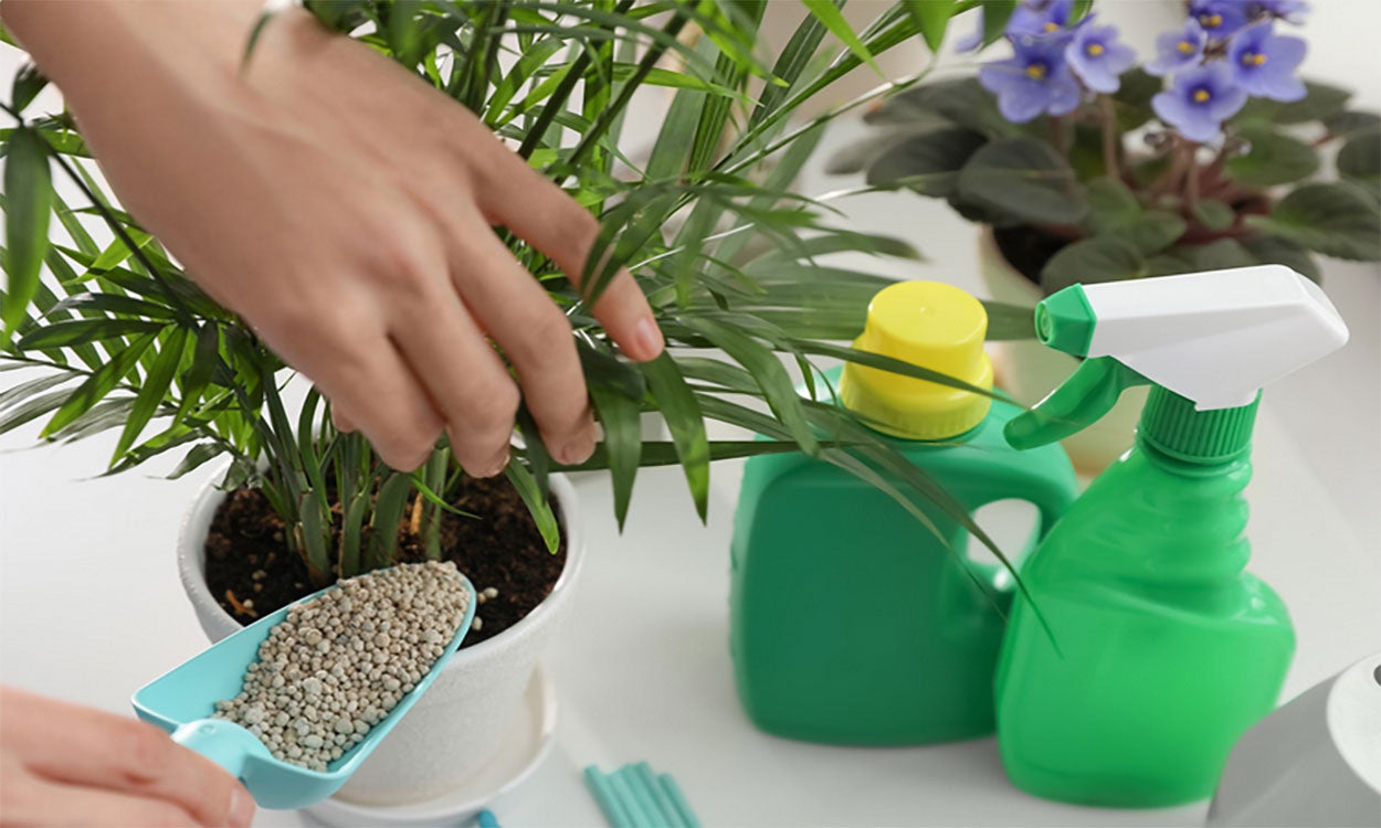 Woman applying granular fertilizer to a houseplant.
