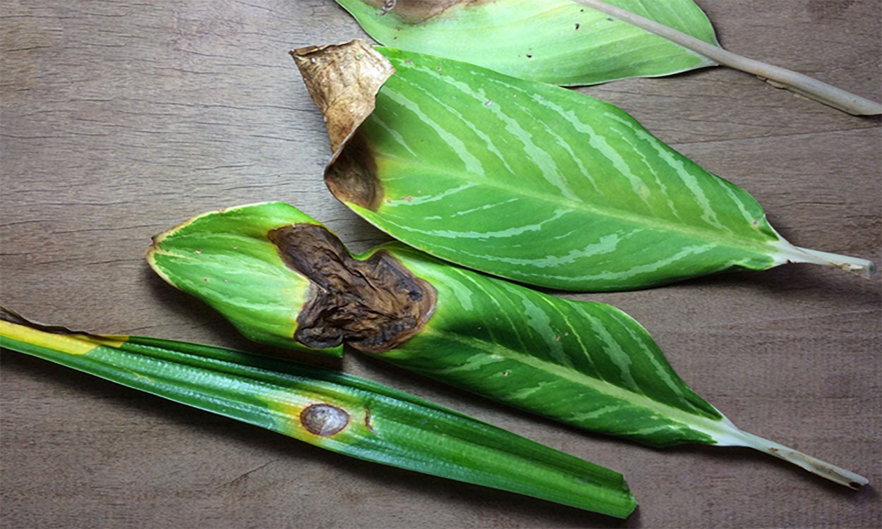 Various houseplant leaves damaged by Anthracnose disease.