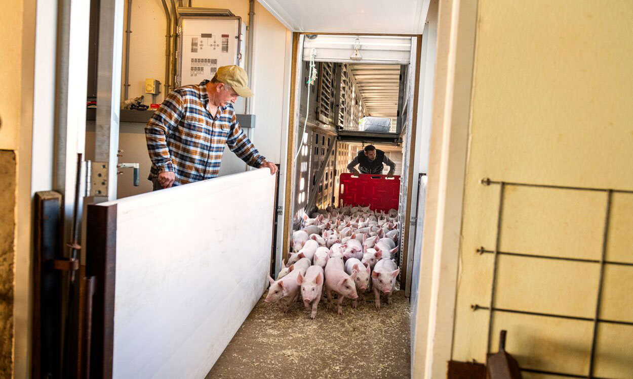 Producers unloading a herd of young swine from a transport vehicle.