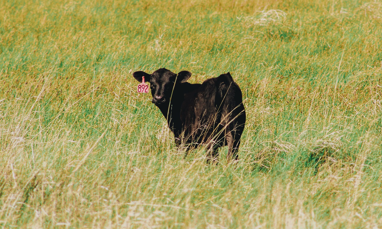 Black angus calf grazing spring pasture.