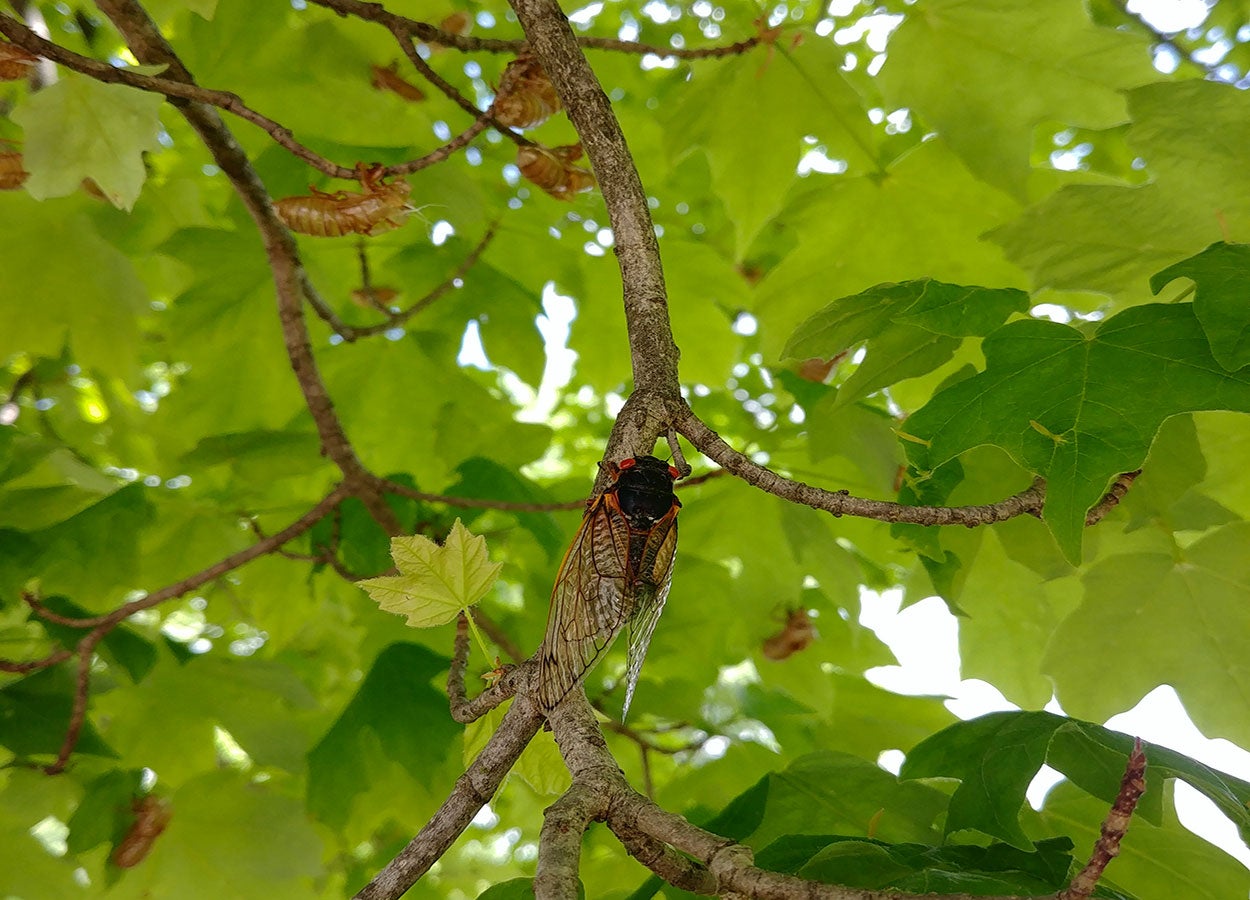 A dark bodied insect with large wings and red eyes sitting on a tree twig. There are green leaves behind it and many tan insect shells.