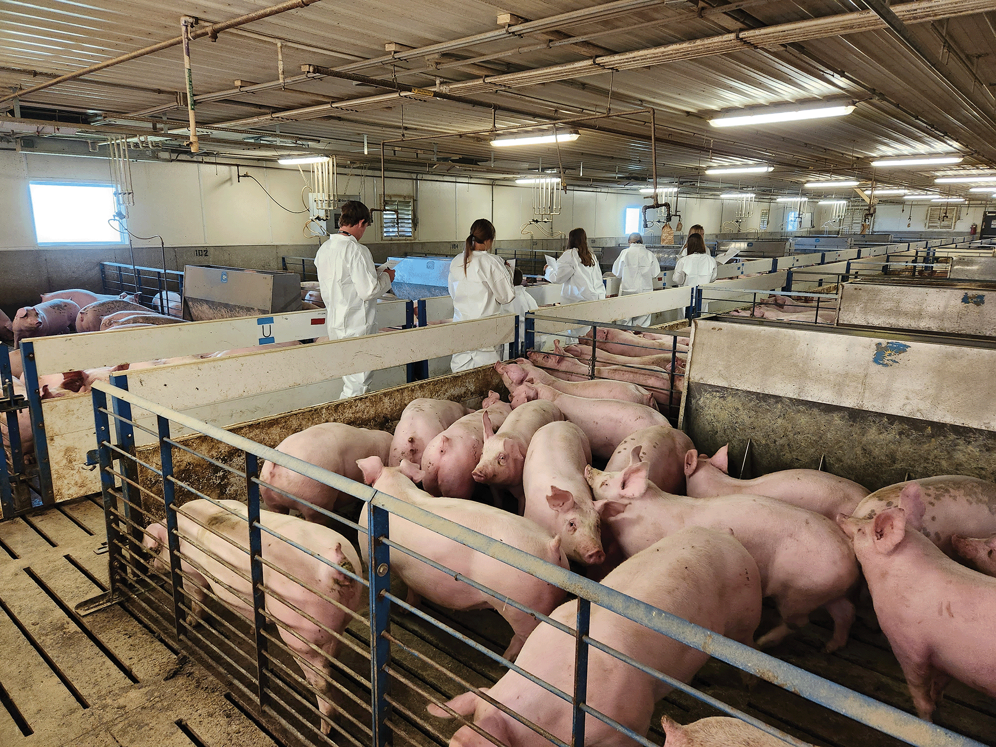 Youth inspecting swine in pens