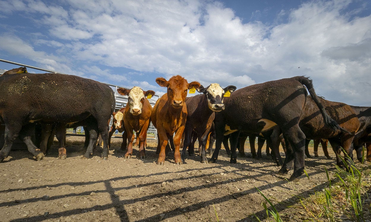 Small group of mixed cattle gathered in a pen.