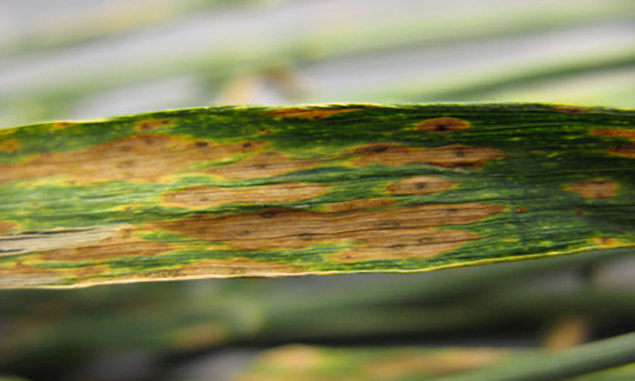 Wheat leaf showing symptoms of Septoria.
