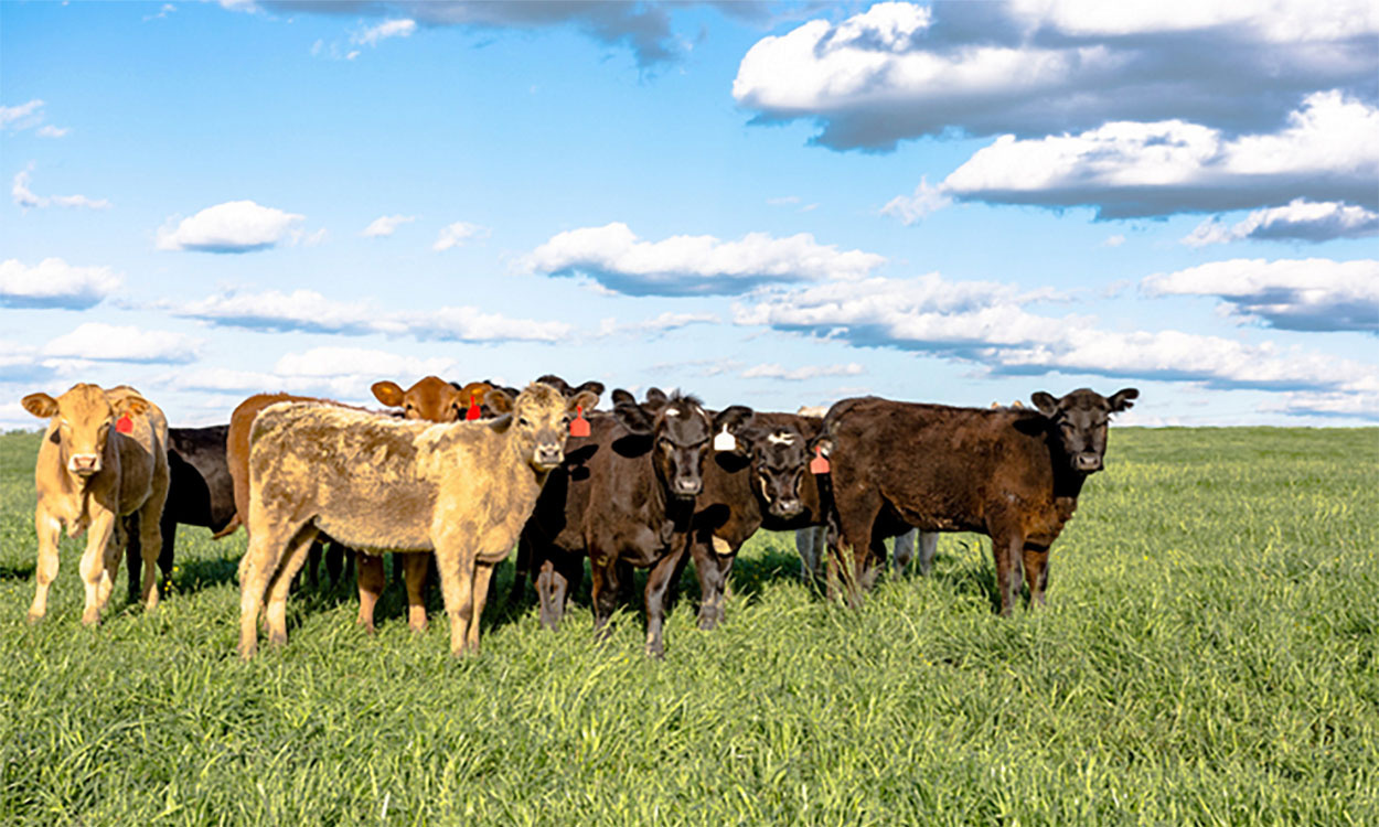 Group of crossbred heifers in a pasture.