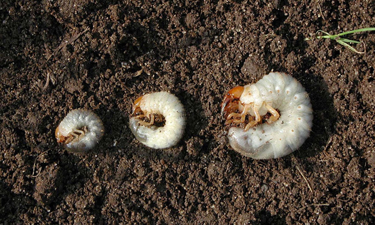 Three white larva on brown soil.