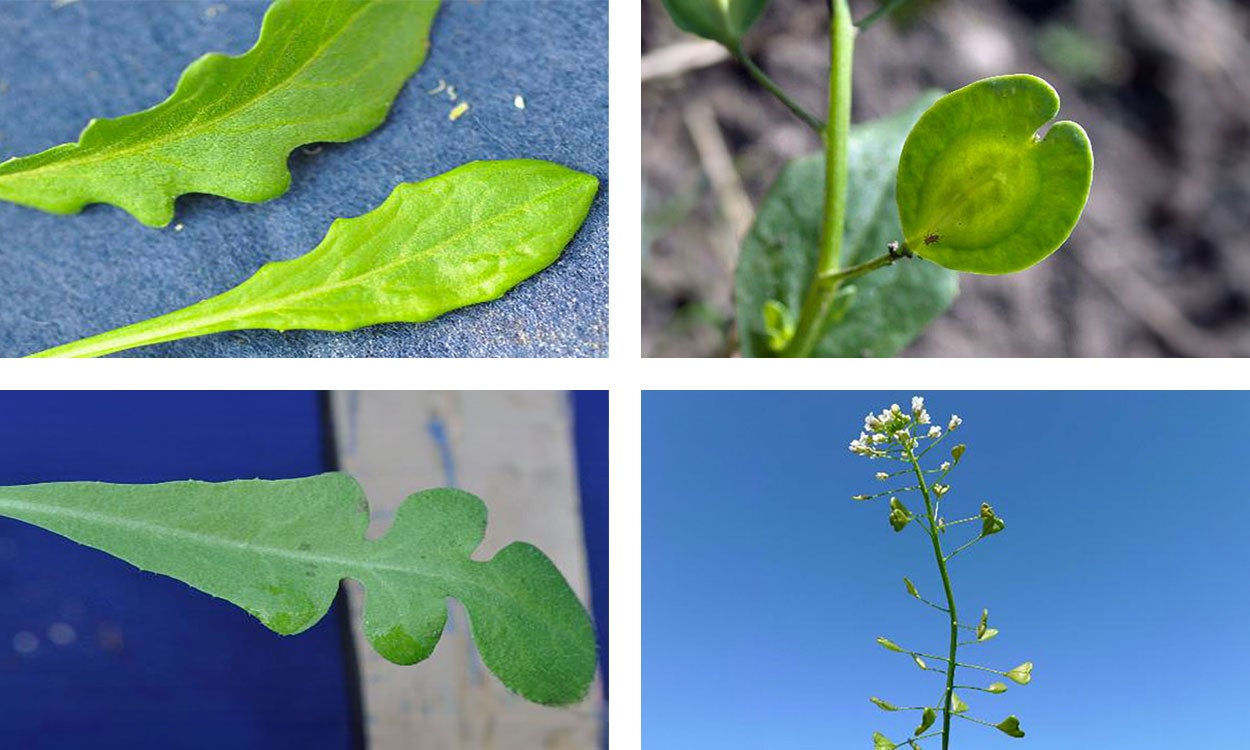 Top: Field pennycress leaves and seeds. Bottom: Shepherd’s purse leaves and seeds.