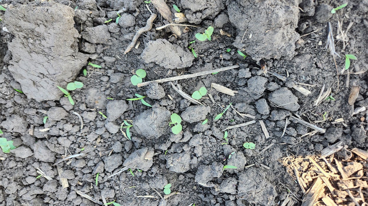 A picture of bare, brown soil with many green plants throughout.