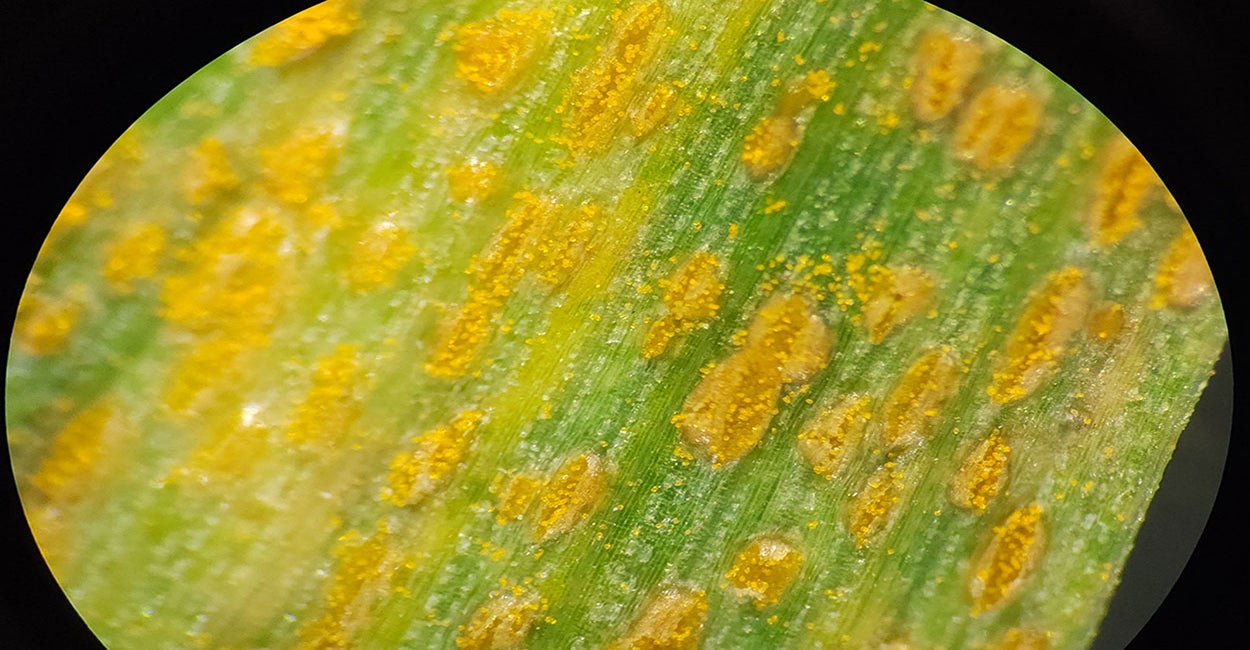 A round microscope picture of a green wheat leaf with yellow colored, stripe rust pustules throughout.
