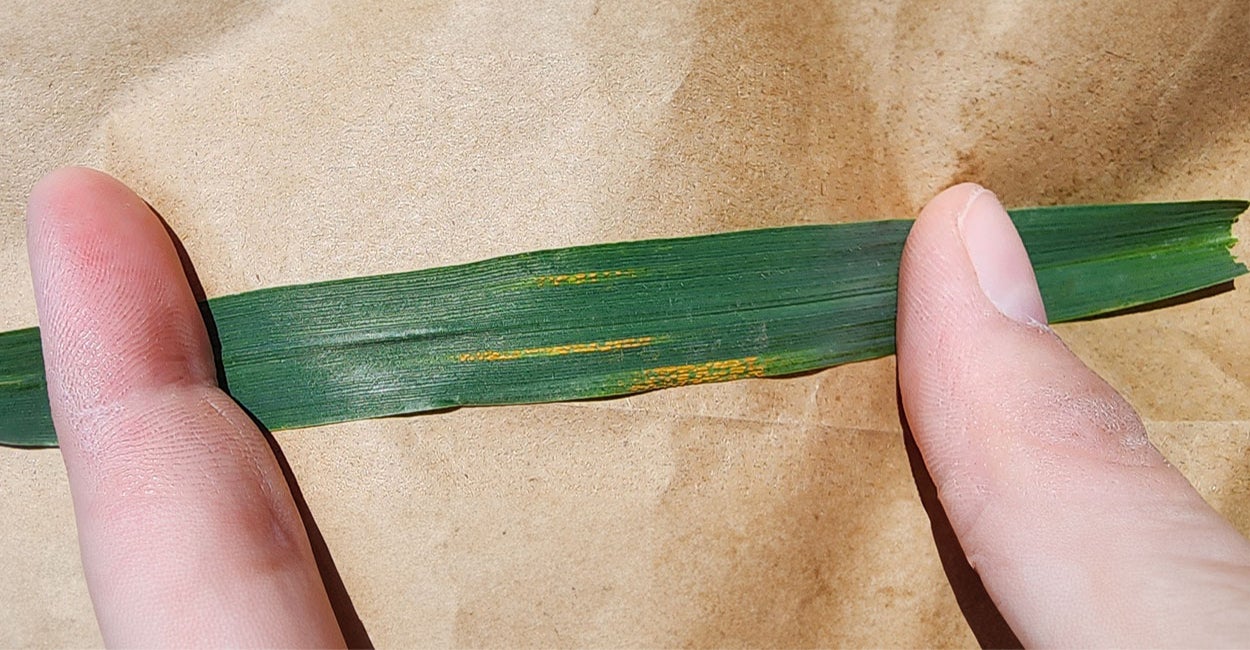 A green wheat leaf blade with three areas of yellow, stripe rust postules.