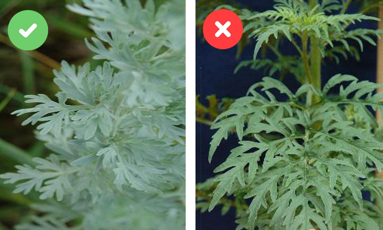 Two pictures: the left one shows gray-green, absinth wormwood leaves while the right picture shows green only colored leaves of a common ragweed plant.