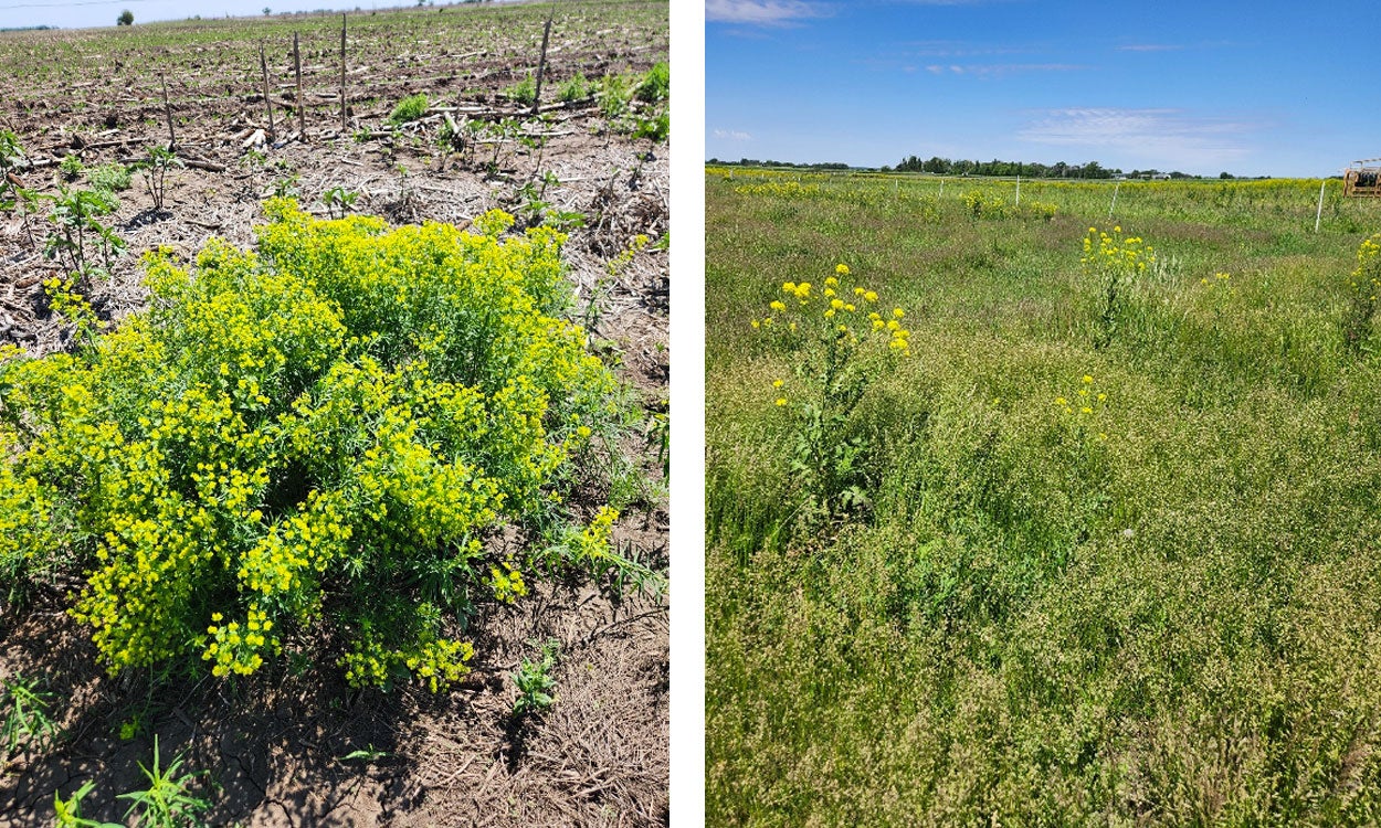 Two pictures of bright, green plants with yellow flowers.