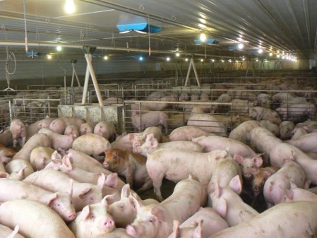 Pigs in a feeding facility