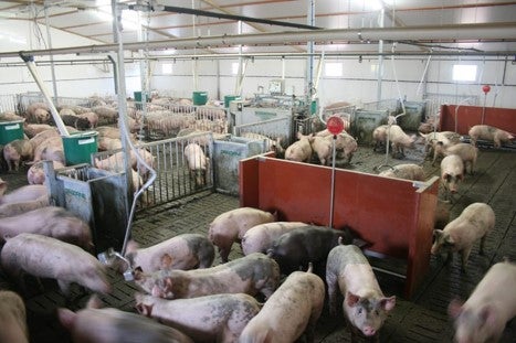 Pigs in a feeding facility