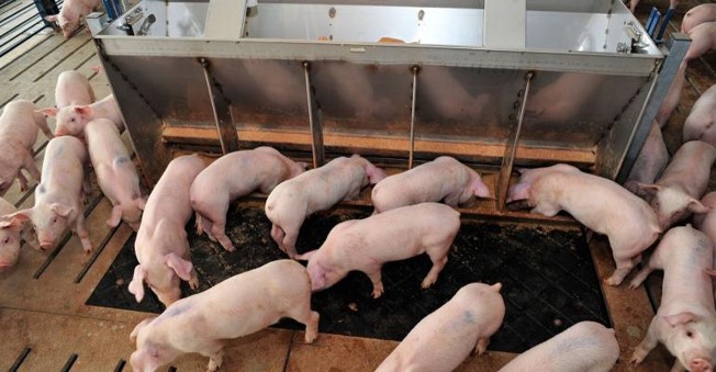 Pigs in a feeding facility