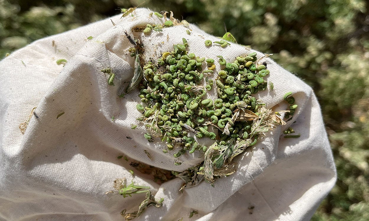 White net covered in green larvae.