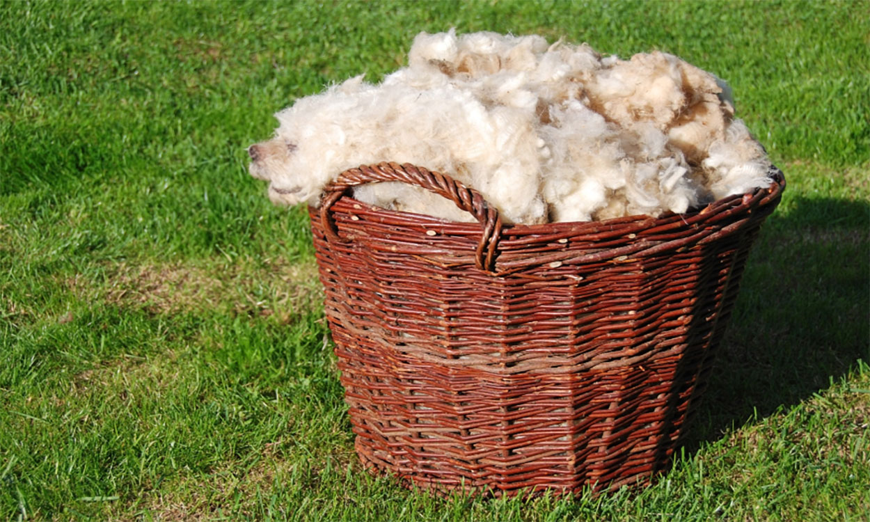 Wicker basket full of raw sheep’s wool sitting on a lawn.