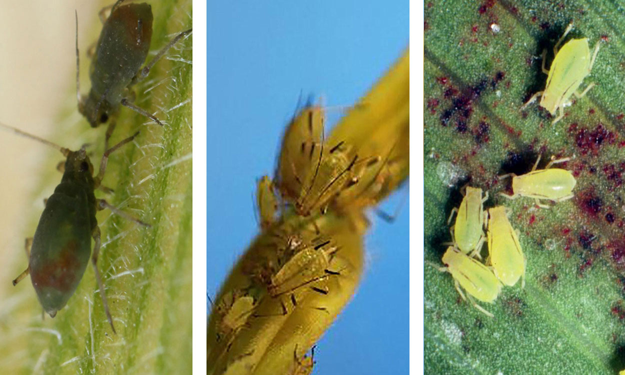 Bird cherry oat aphids, English grain aphids, Greenbugs.
