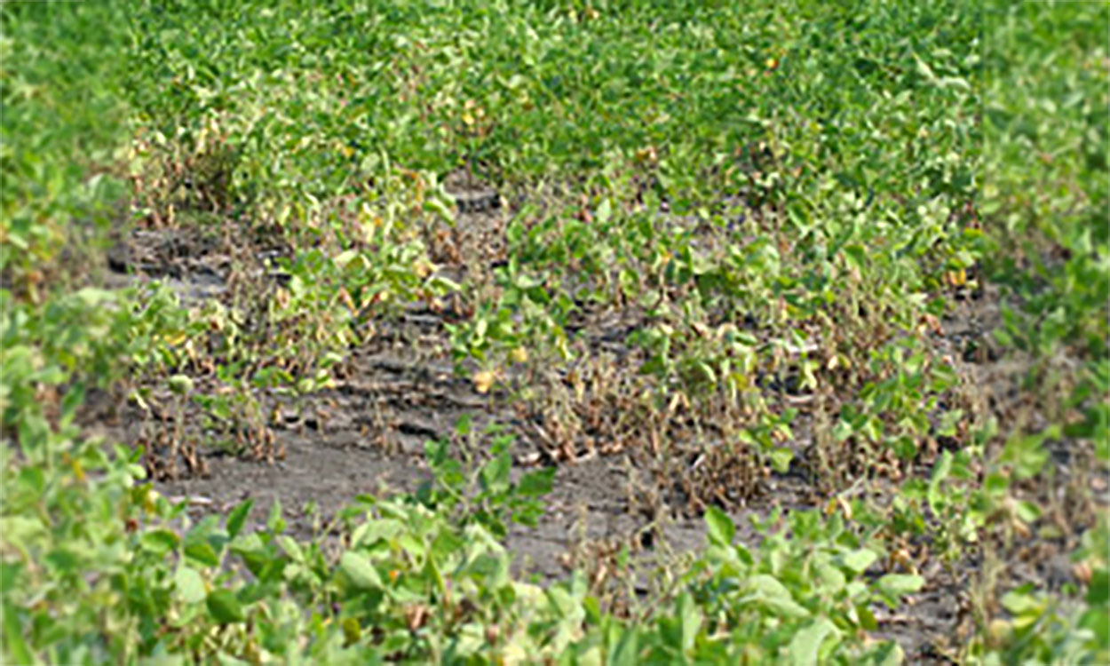 Phytophthora root and stem rot damage observed in a field of soybeans.