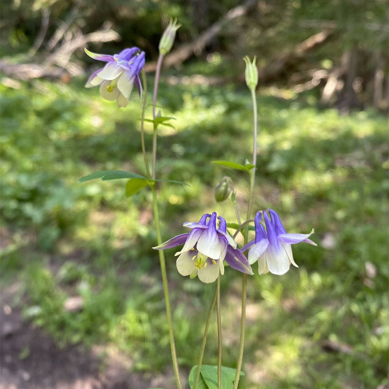 Small-flowered columbine in bloom in a wooded area.