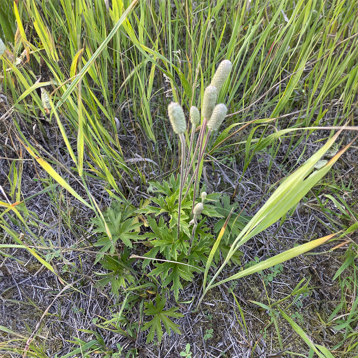 White, oblong flowers on tall stems and green grass surrounded by brown prairie soil