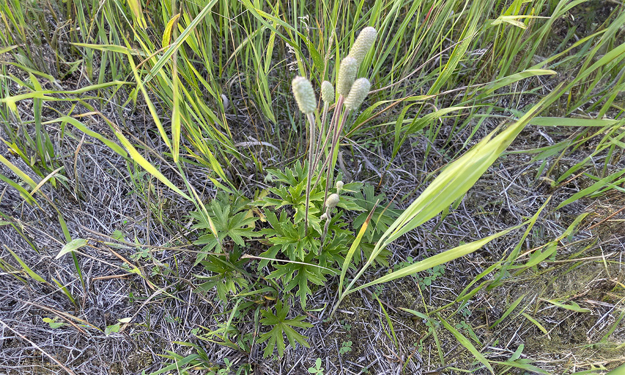White, oblong flowers on tall stems and green grass surrounded by brown prairie soil