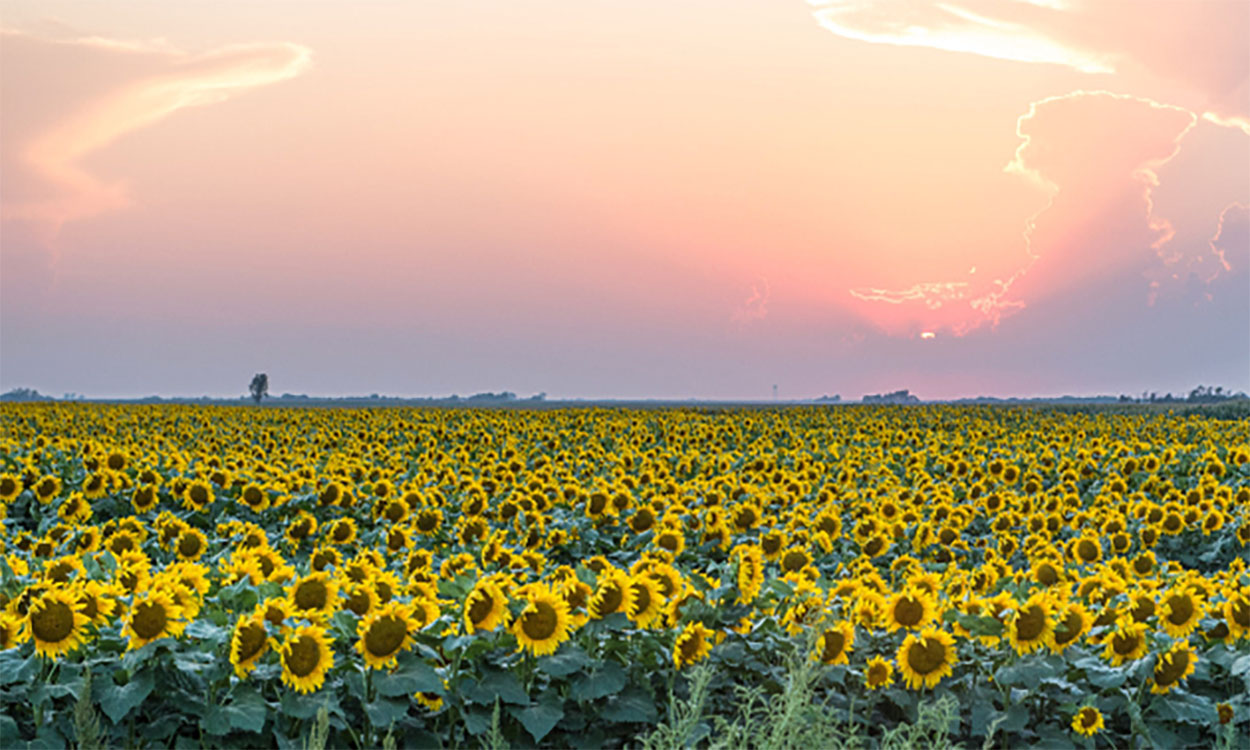 Sunset over a sunflower field in South Dakota.