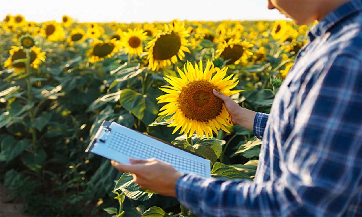 Farmer with a clipboard inspecting sunflower heads in a field.