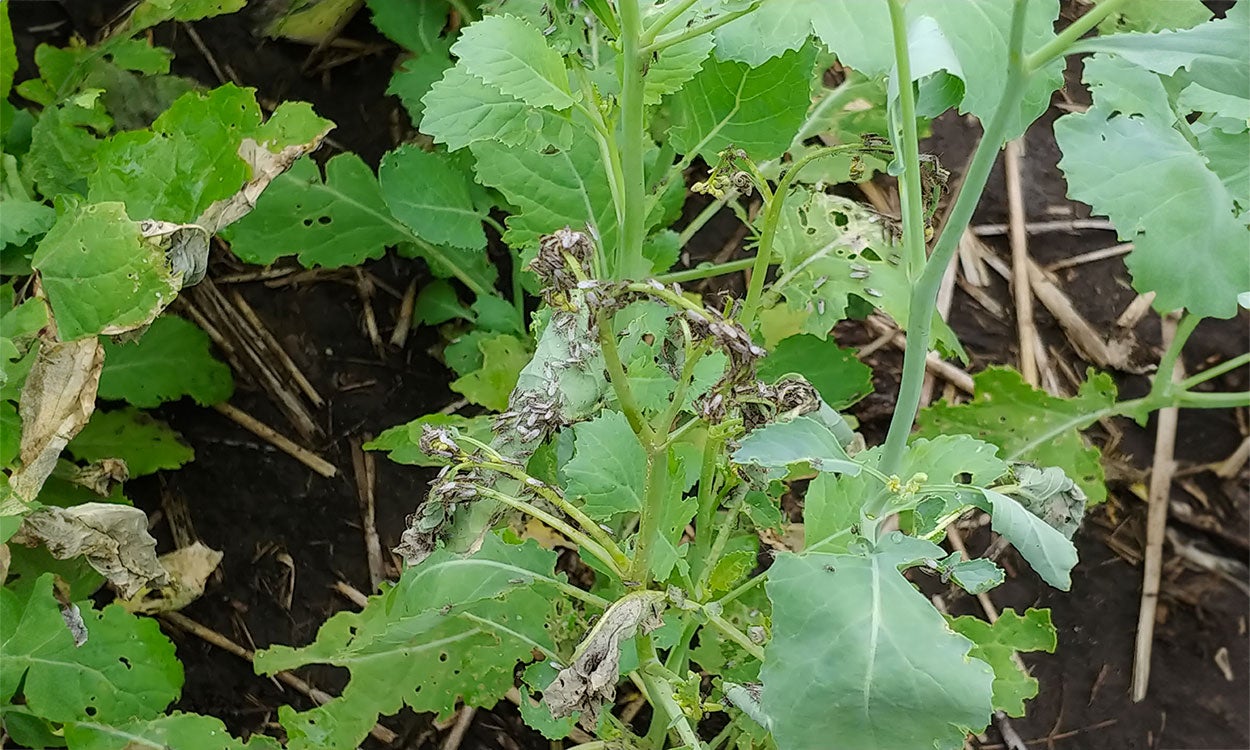 Green canola plants with dying leaves covered in grayish-brown bugs.