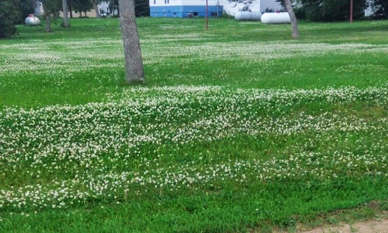 A green lawn with many small white flowers present throughout.