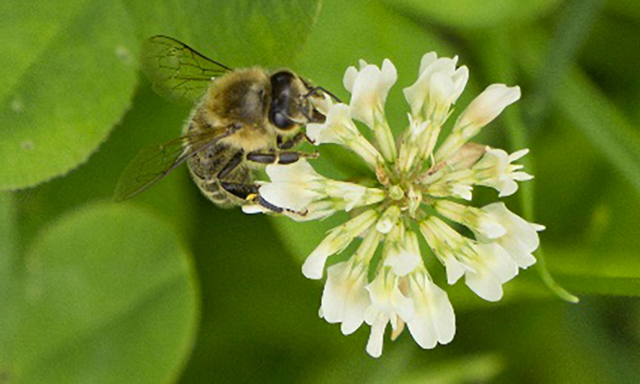 A yellow and black fuzzy insect perched on a white flower. The background is green, rounded leaves.