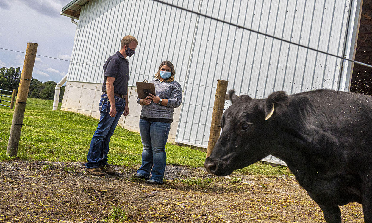 Male and female rancher observing a black cow near a cattle shed.