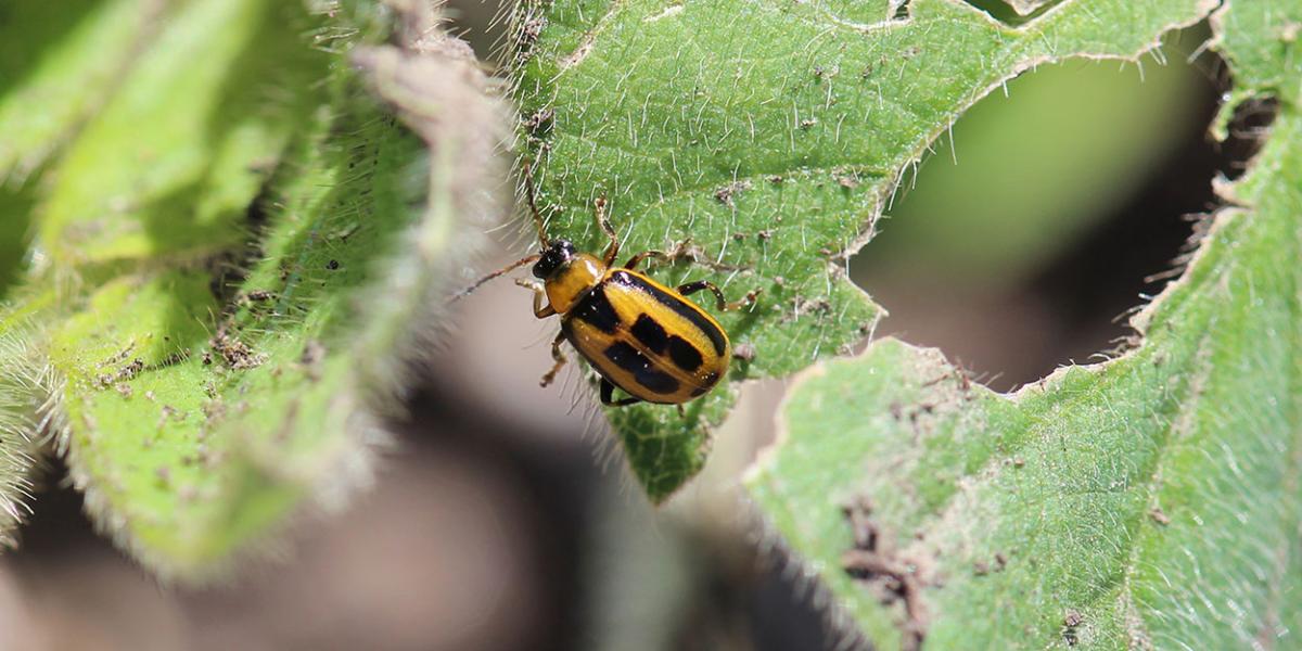 Yellow and black beetle on green soybean leaf.