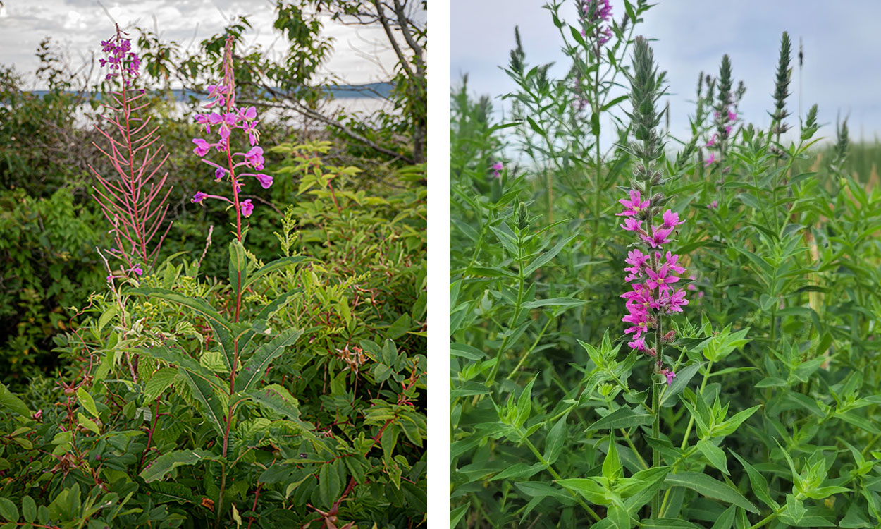 Left: Fireweed growing in a clearing. Right: Purple loosestrife growing in a meadow.