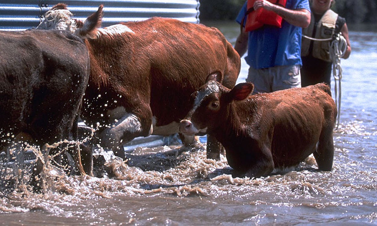 small group of cattle and a young calf being moved away from a flooded area. FEMA News Photo