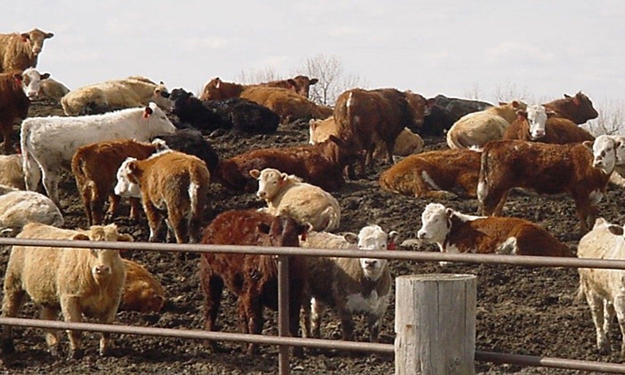 herd of mixed cattle on a muddy mound in a feedlot