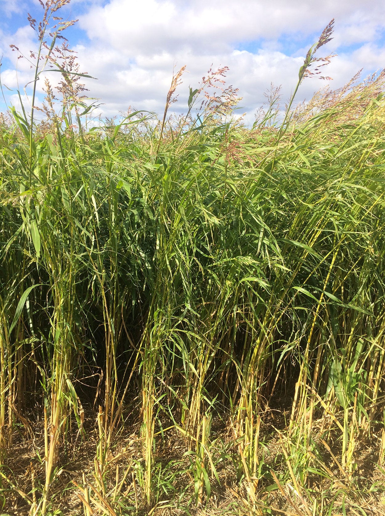 A tall, grassy warm-season cover crop blend grown in South Dakota.