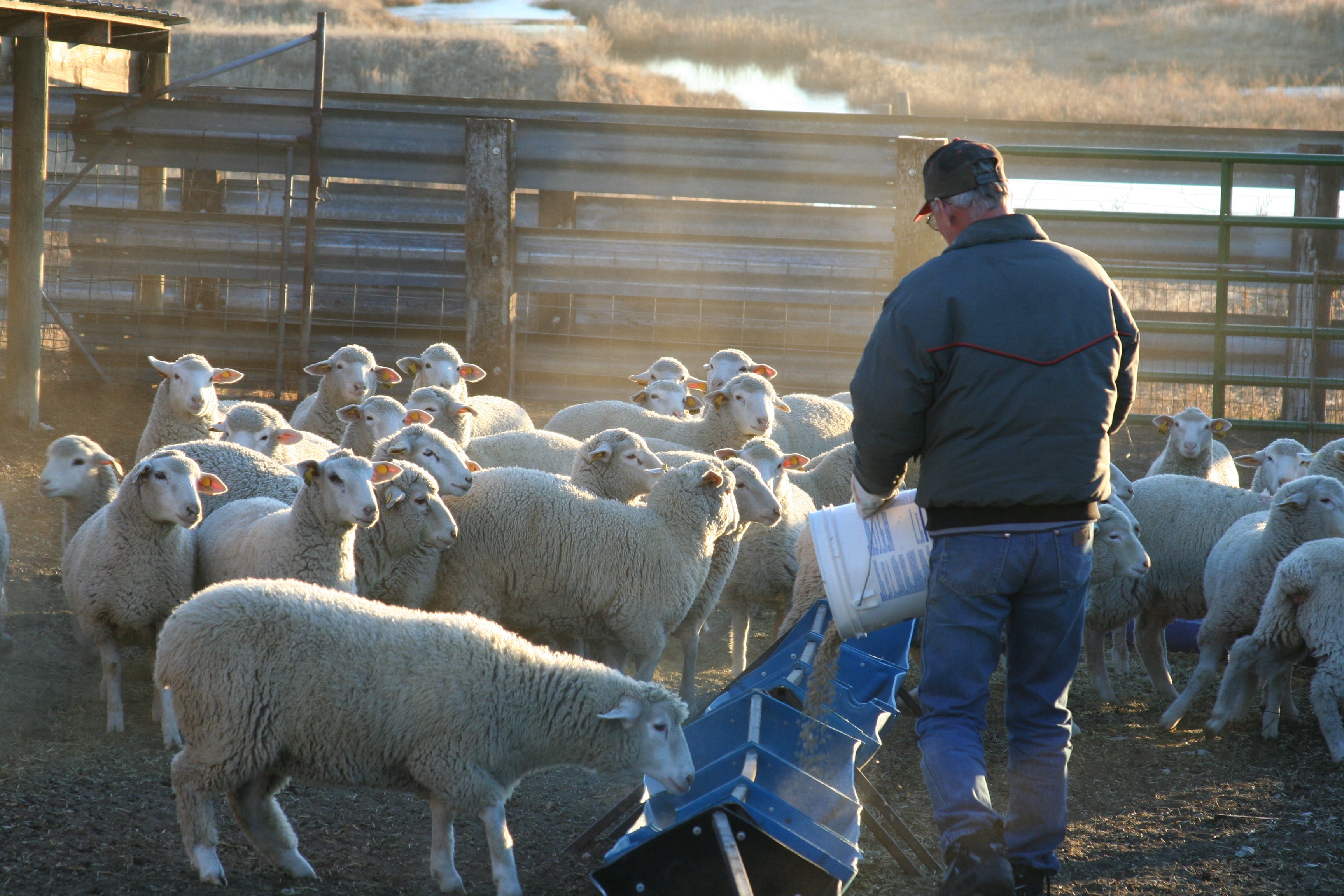 Producer feeding a flock of sheep