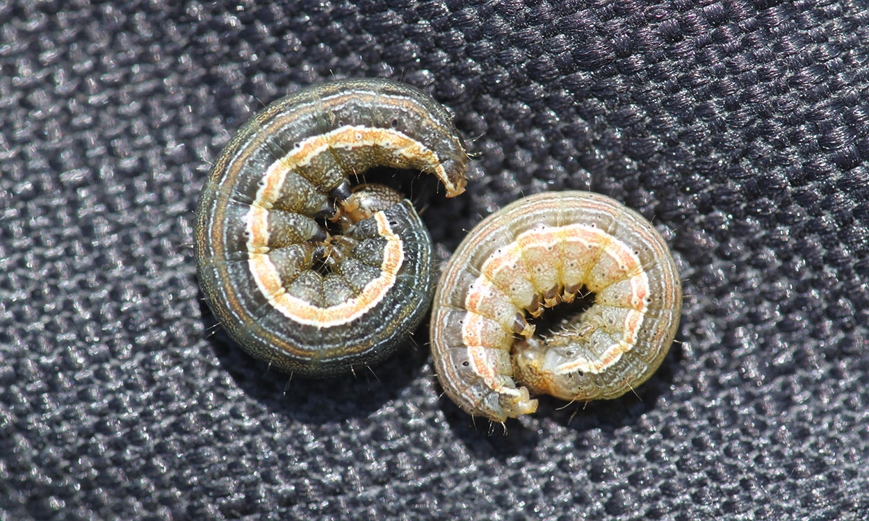 Dark green and tan curled caterpillars with an orange stripe along their sides.