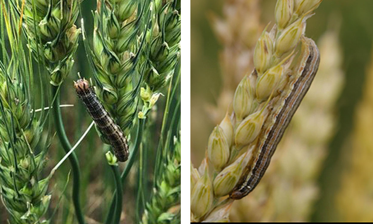 Left: Caterpillar feeding on green plants. Right: Caterpillar feeding on maturing wheat head.