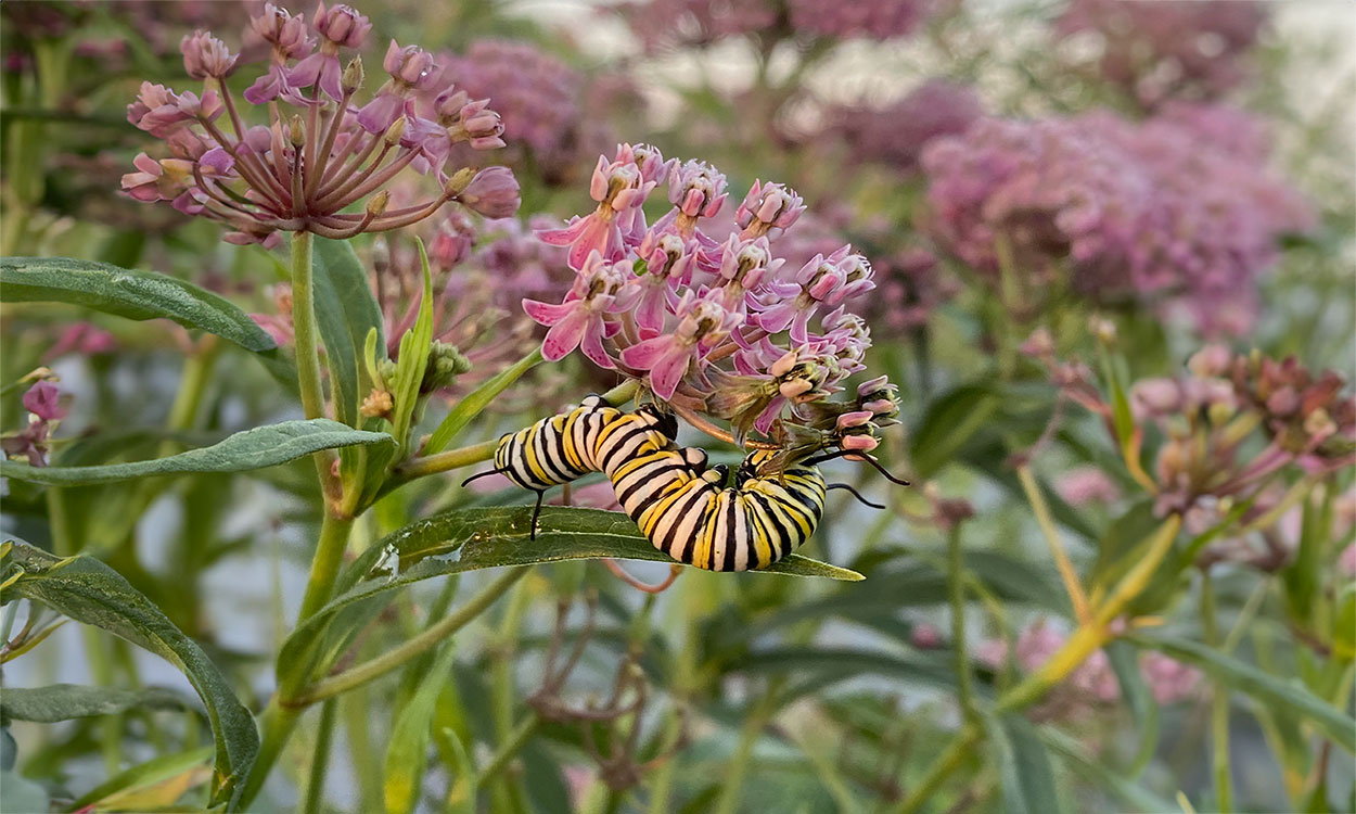A large monarch caterpillar exploring the flowers of a swamp milkweed plant (Asclepias incarnata) in a field plot.