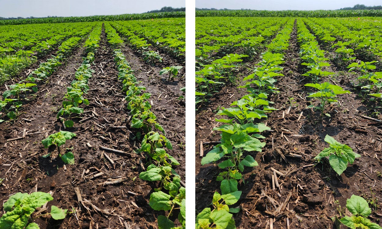Two pictures of green sunflower plants amongst brown dirt and tan crop residue. Taller, green corn plants can be seen in the distance.