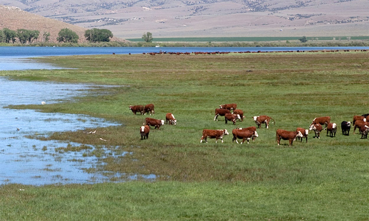 Herd of cattle grazing a flood-impacted pasture.