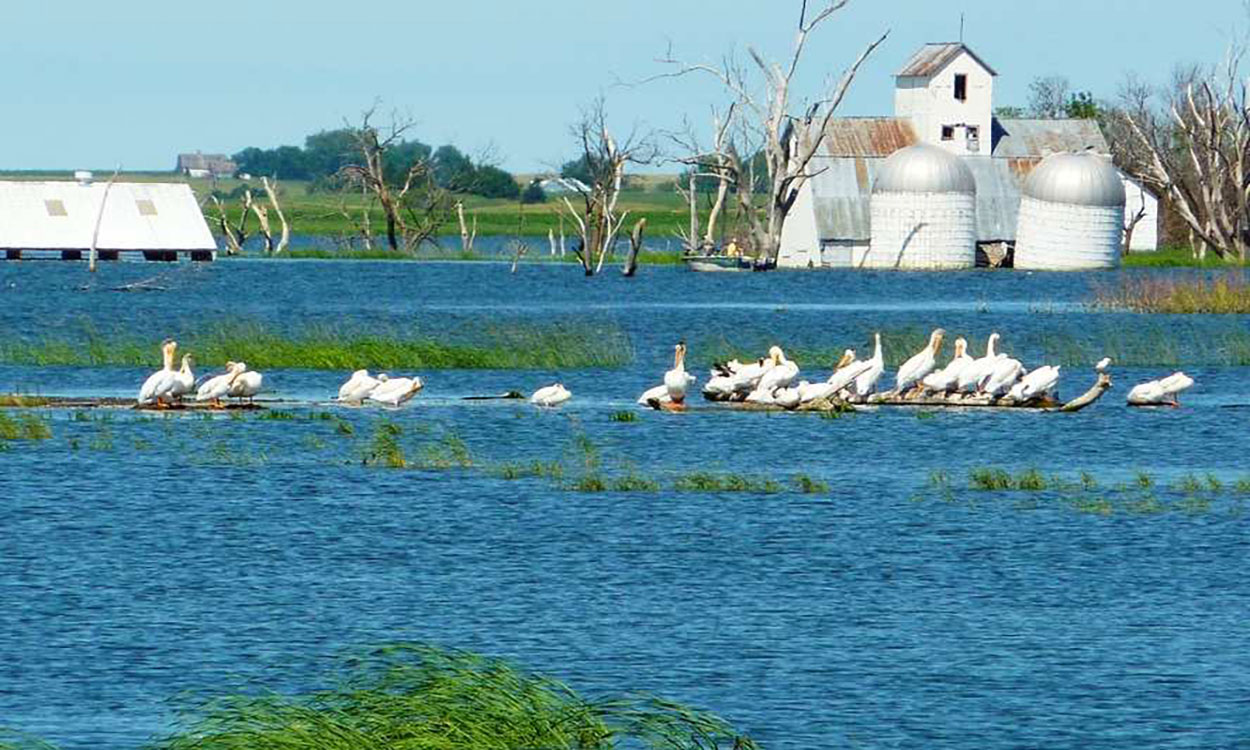 Pelicans in severely flooded farmland in Waubay, South Dakota.