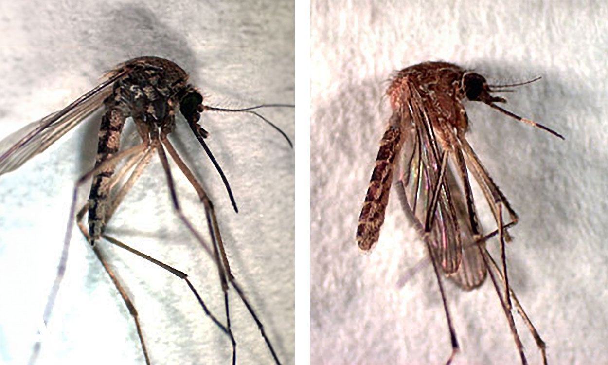 Left Mosquito specimen with dark coloration. Right: Mosquito specimen with white band on its proboscis.