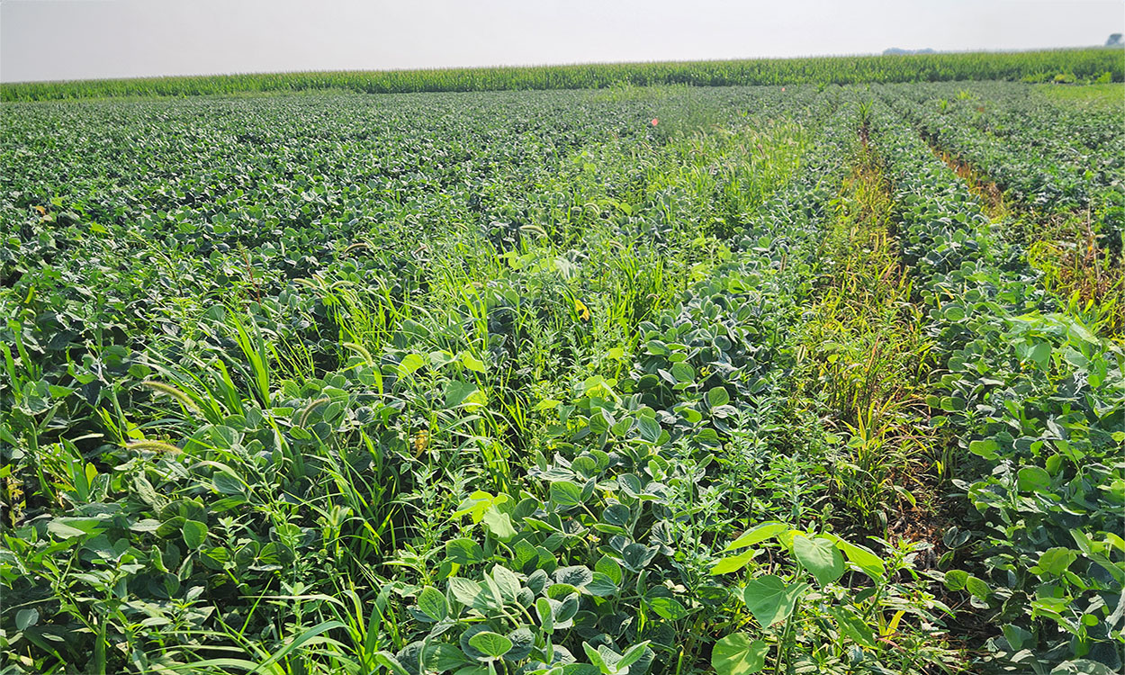 Weeds growing abundantly between rows of soybean in a research plot.