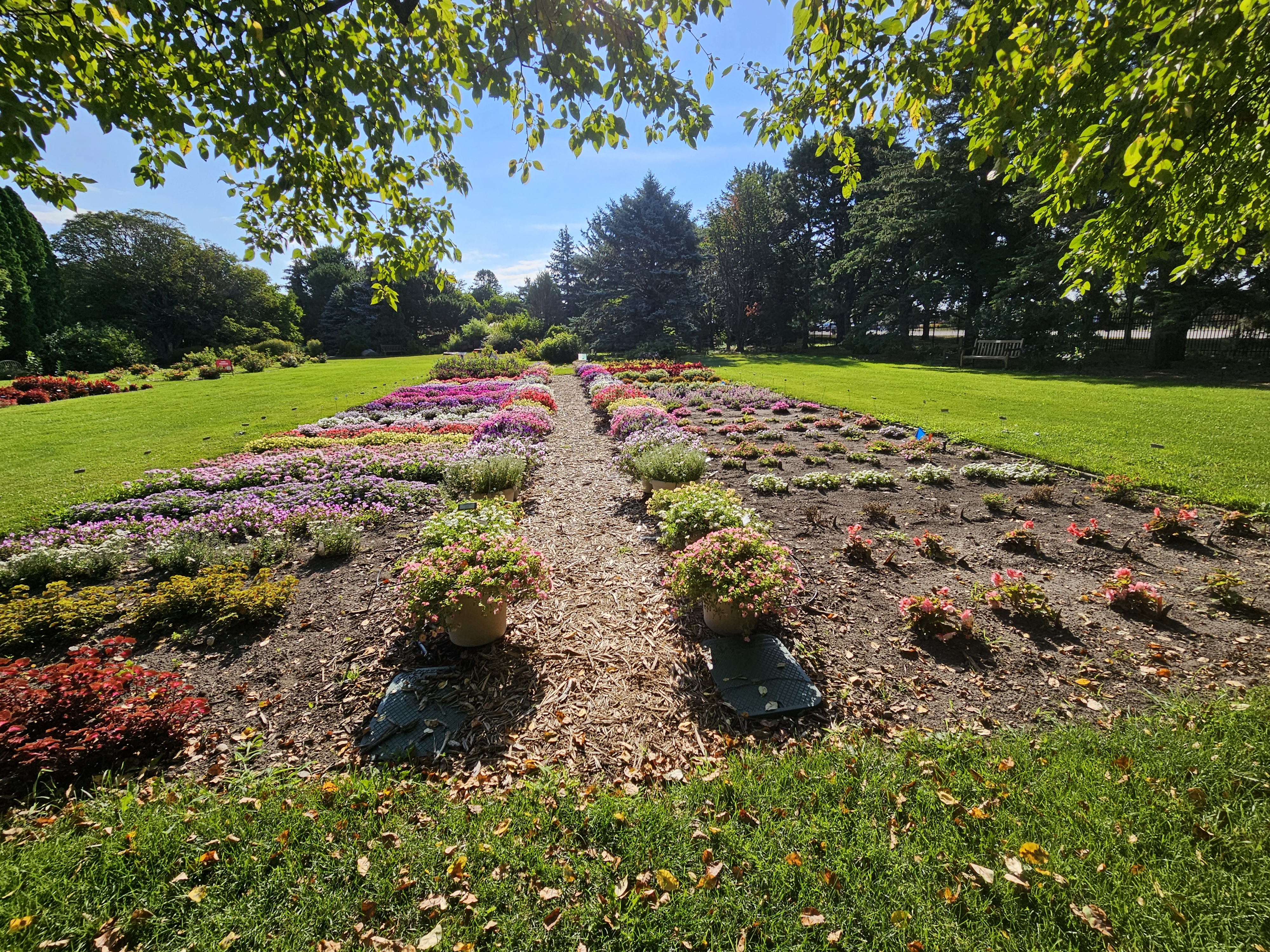 Annual trials garden at McCrory Gardens